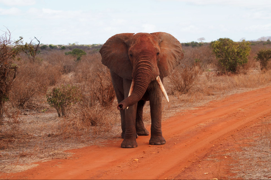 Elephant au Kenya - ©Africa Safari Trips