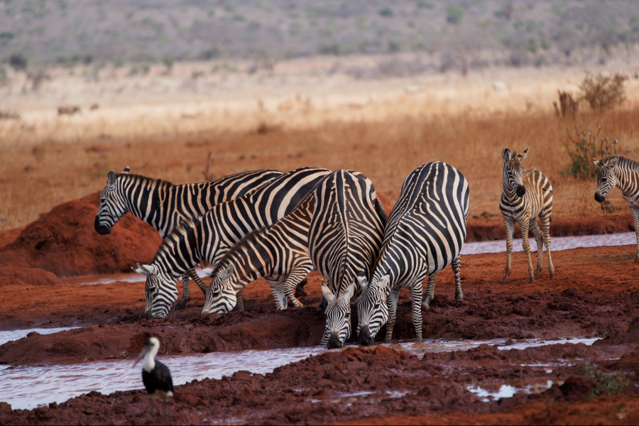 Zèbres Kenya - ©Africa Safari Trips