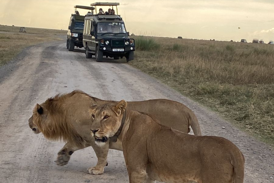 Lion Kenya Ol Pejeta - ©Africa Safari Trips