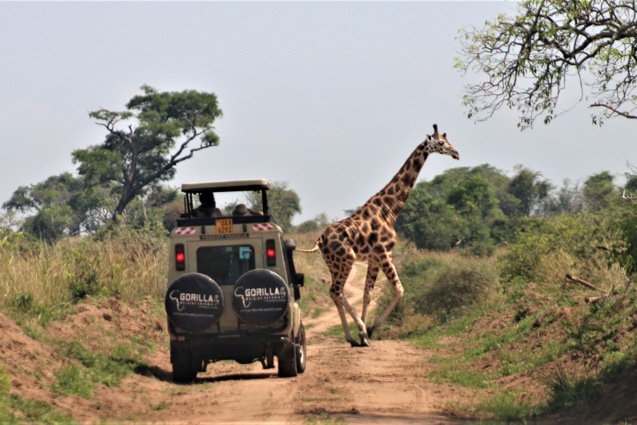Wildlife Safaris In Murchison falls National Park - ©Gorilla Walking Safaris Ltd