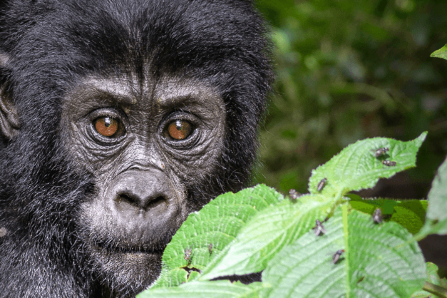 Mountain Gorilla In Bwindi - ©Gorilla Walking Safaris Ltd