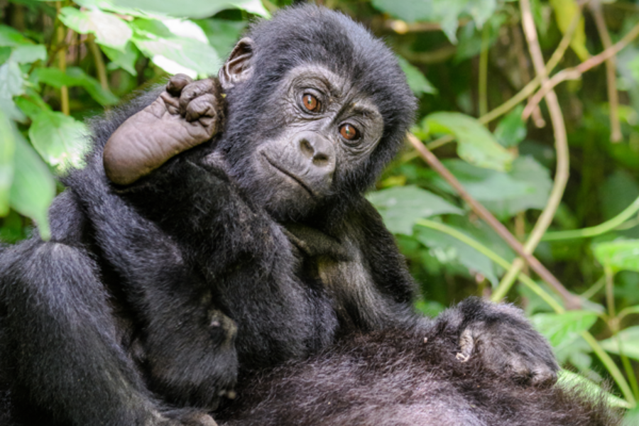 Baby Mountain Gorilla In Bwindi - ©Gorilla Walking Safaris Ltd