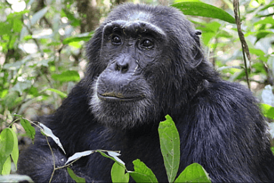 Chimpanzee Trekking In Kibale national Park - ©Gorilla Walking Safaris Ltd