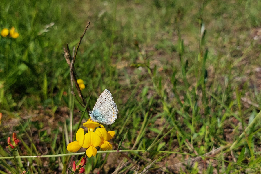 Azuré - ©Ecosite du Bourgailh