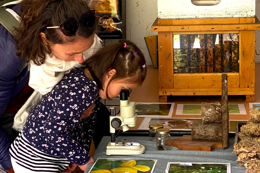 Le Musée des Curiosités de la Nature au Printemps de la Forêt du Bourgailh - ©Ecosite du Bourgailh