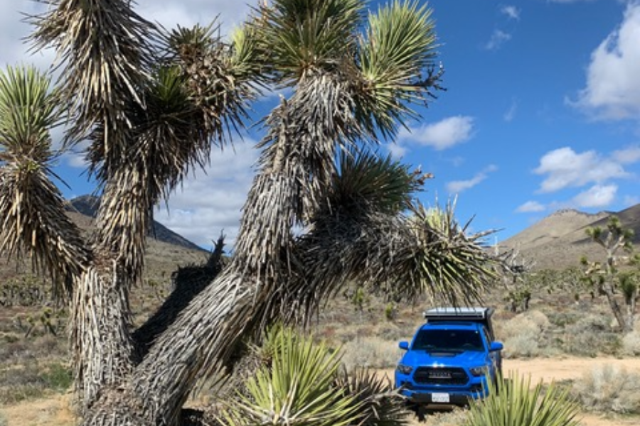 Jeep bleu au parc Joshua Tree - ©DR