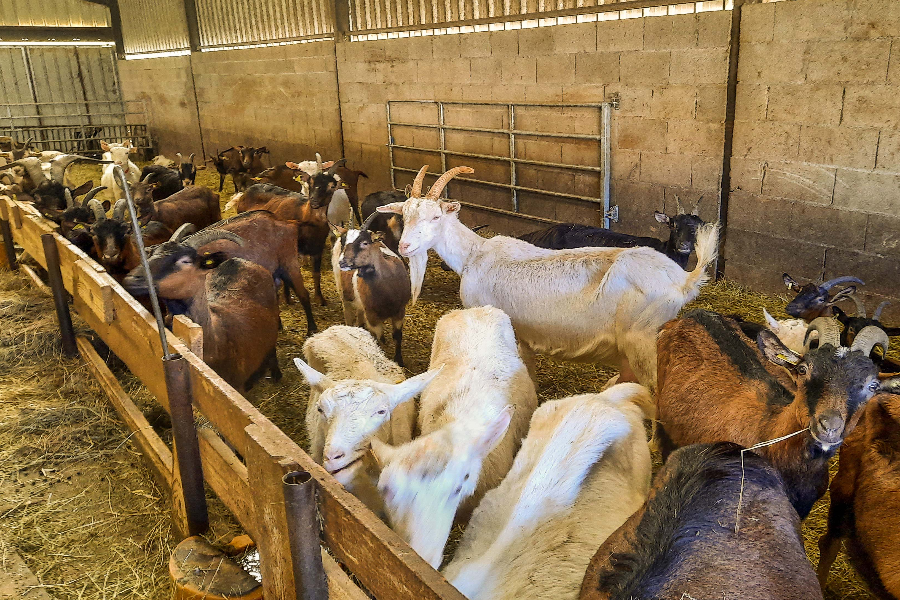 Chèvre fermes des cabrotins - ©BALF39