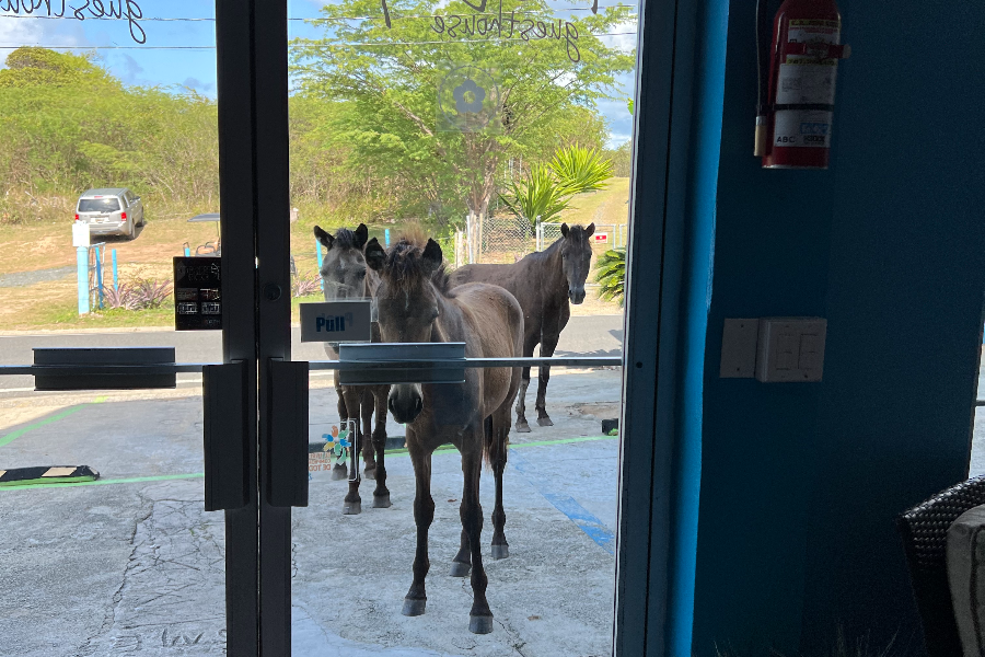 Les chevaux sauvages de l'île de Vieques - ©The Vieques Guesthouse