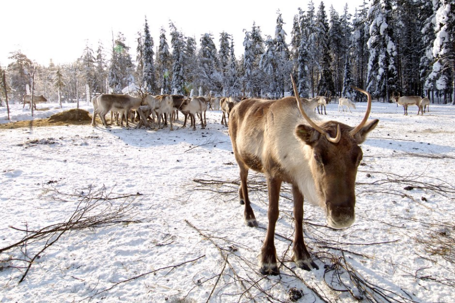 NORDIC.BE
