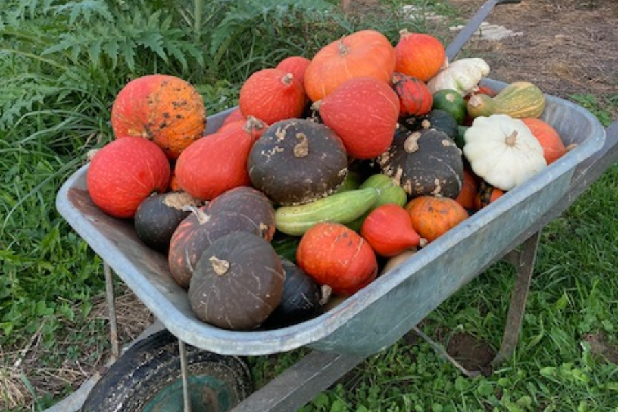 Récolte de courges - ©C Tout Vert