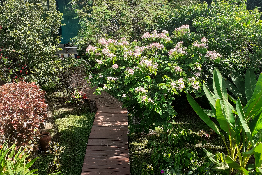 Jardin - Dolce Uvita - Costa Rica - ©Dolce Uvita