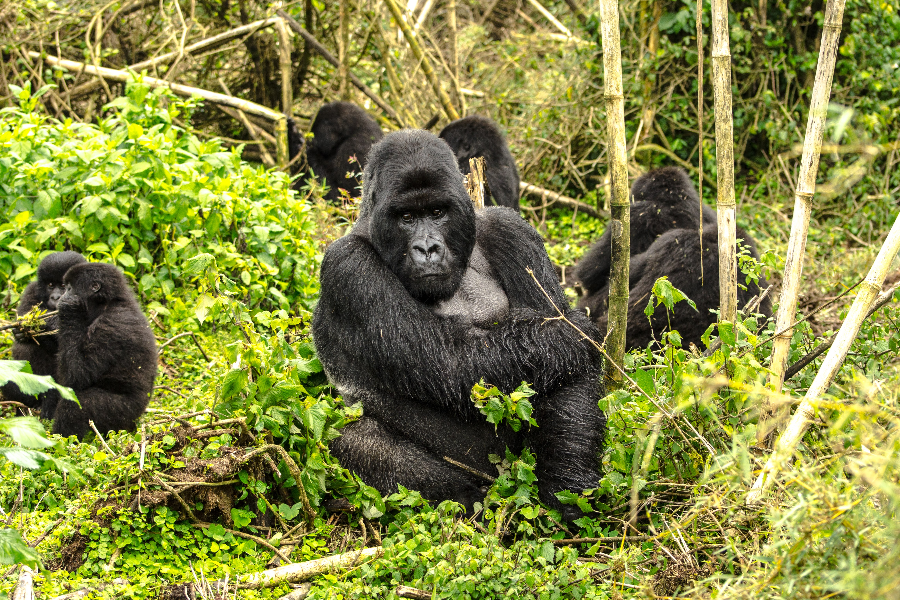 Gorilles des montagnes dans le parc national des Volcans - ©Destination Rwanda