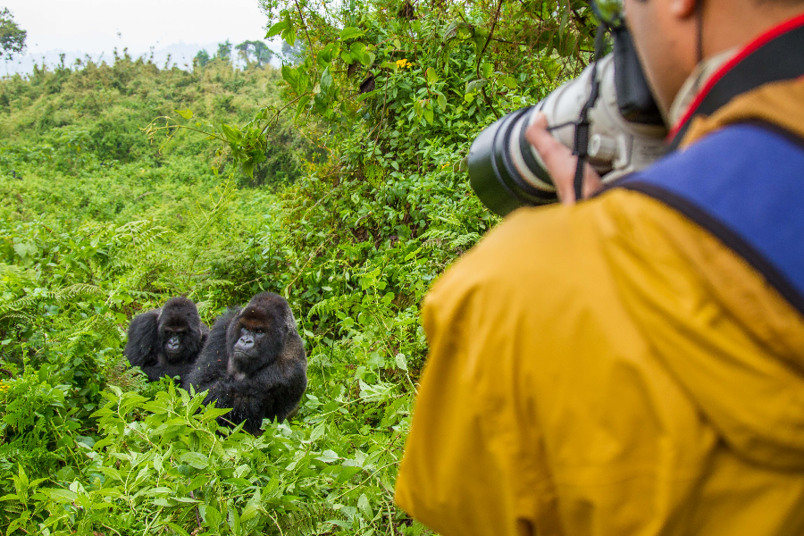 Trek à la rencontre des gorilles des montagnes - ©Destination Rwanda