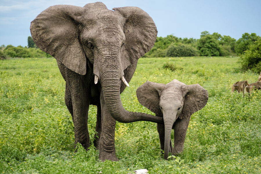 Elephant d'Afrique dans le parc national de l'Akagera - ©Destination Rwanda