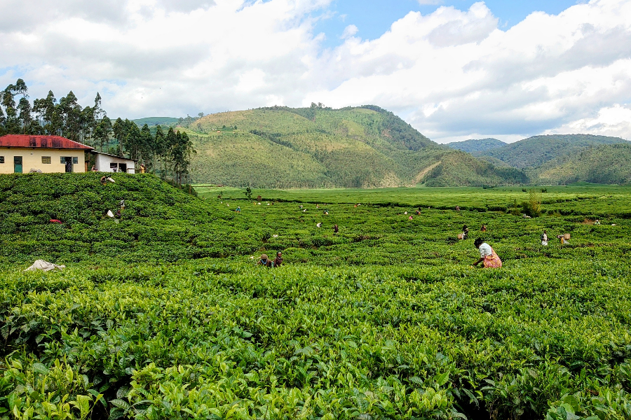 Gisakura Tea Plantation