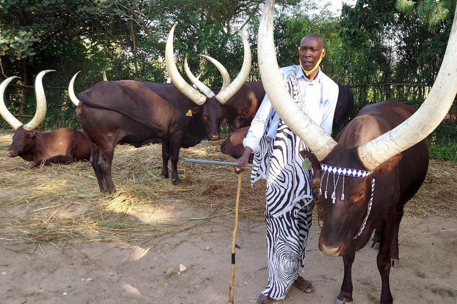 Nyanza Royal Palace Cows