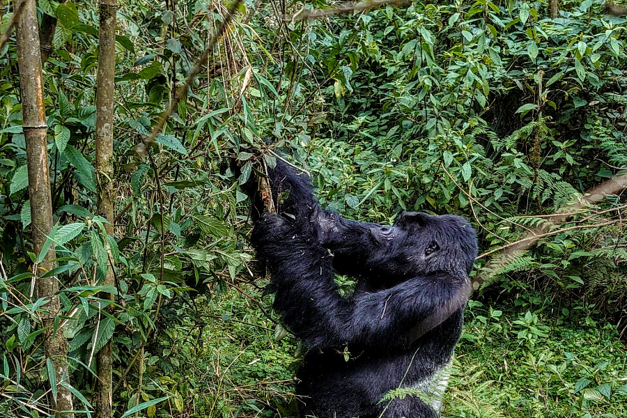 Mountain Gorilla