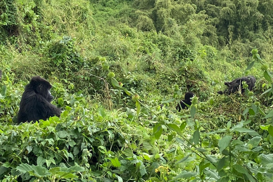 Endangered Mountain Gorillas