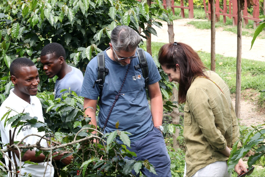 Coffee plantation