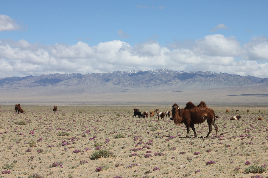 Chameau en liberté au parc des 3 belles - ©Azur Travel Mongolia