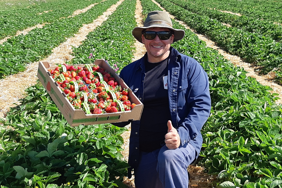 Pierre Bourdages à la récolte de fraises. - ©Ferme Bourdages