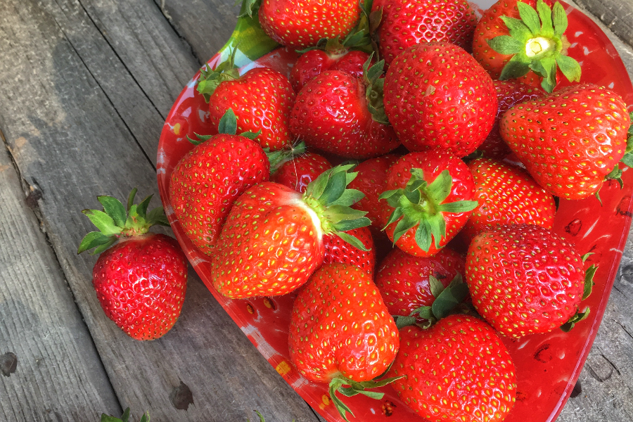 Récolte de fraises. - ©Ferme Bourdages
