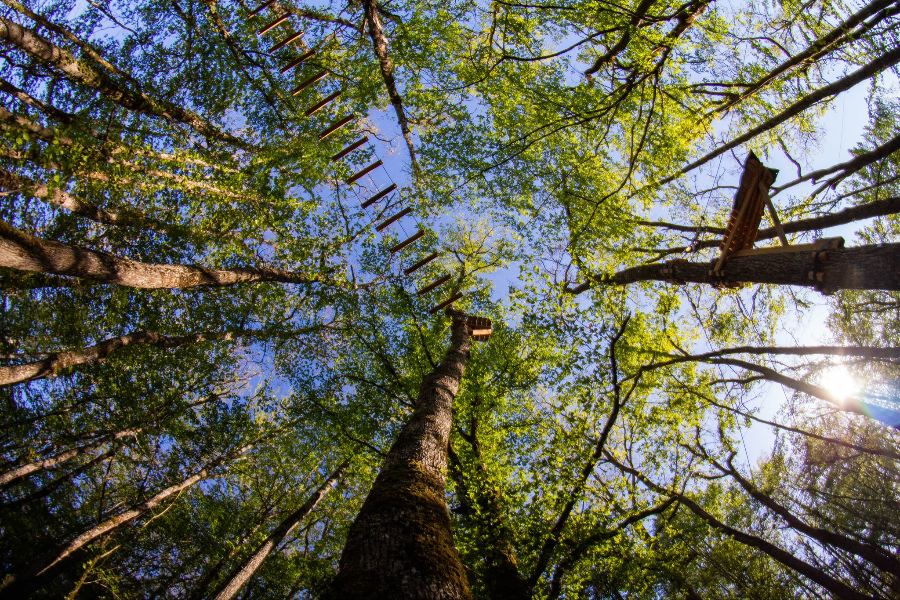 LE BOIS DES ELFES
