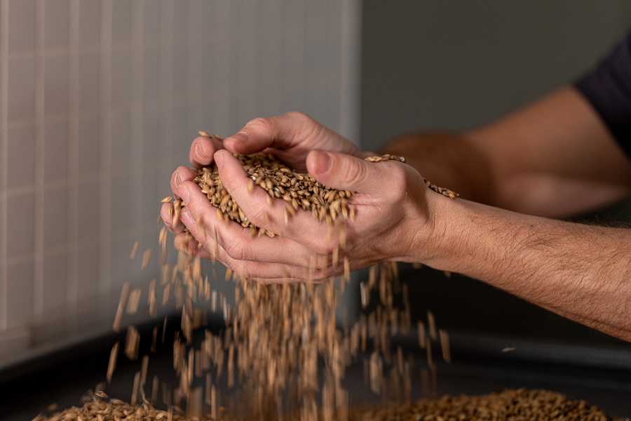 Malt d'orge utilisé pour le brassage
