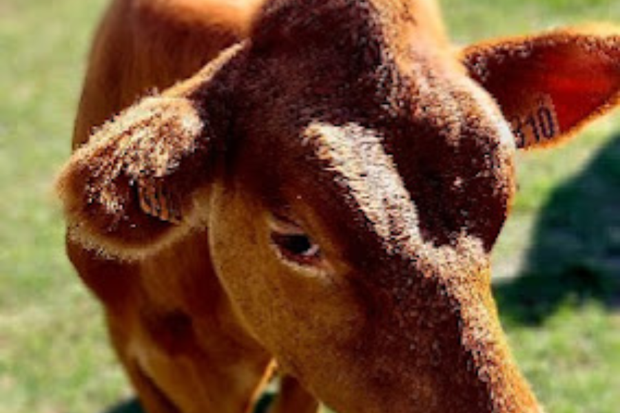 LA FERME AUX TROIS GRANGES