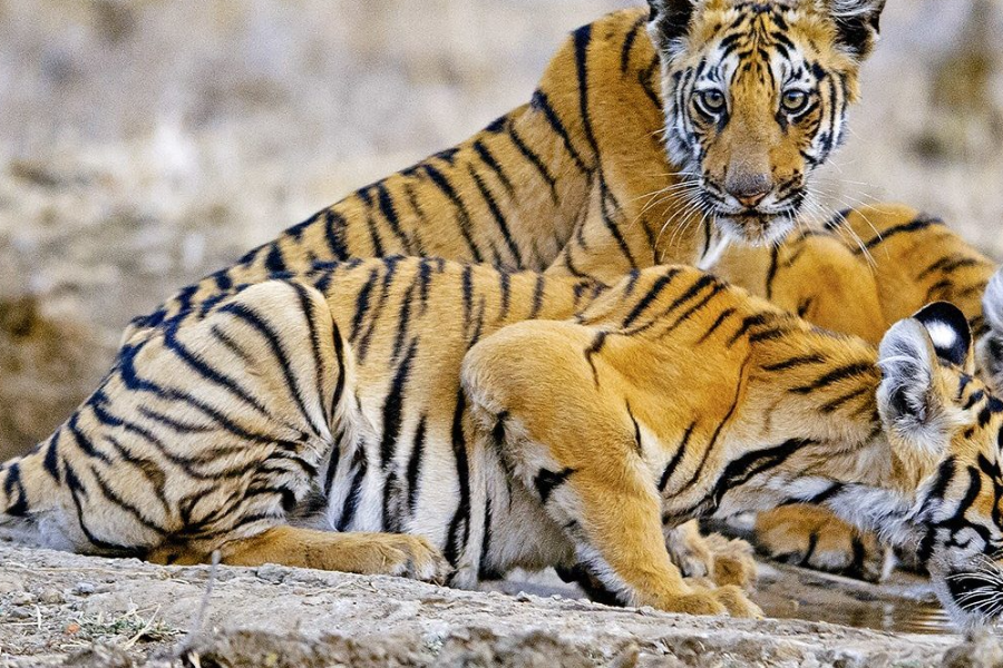 Tiger Safari - ©Others