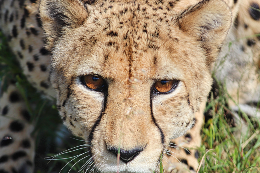 Cheetah - ©Own