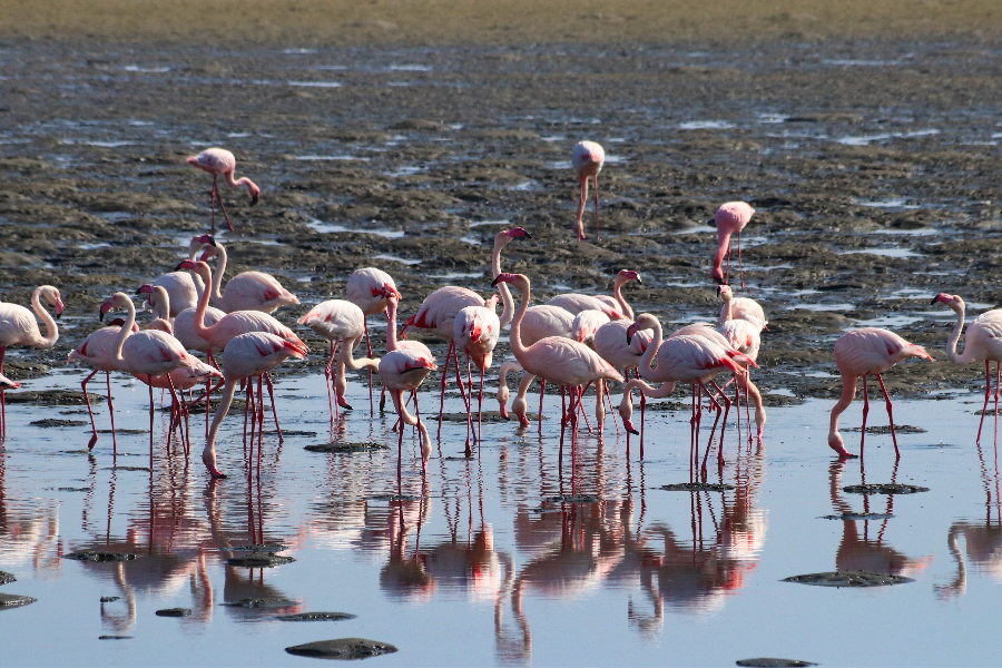 Flamingo - ©own