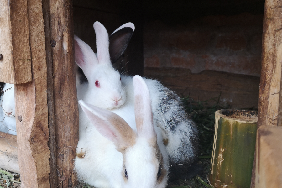 Les lapins de la ferme - ©Rutete Eco-Lodge