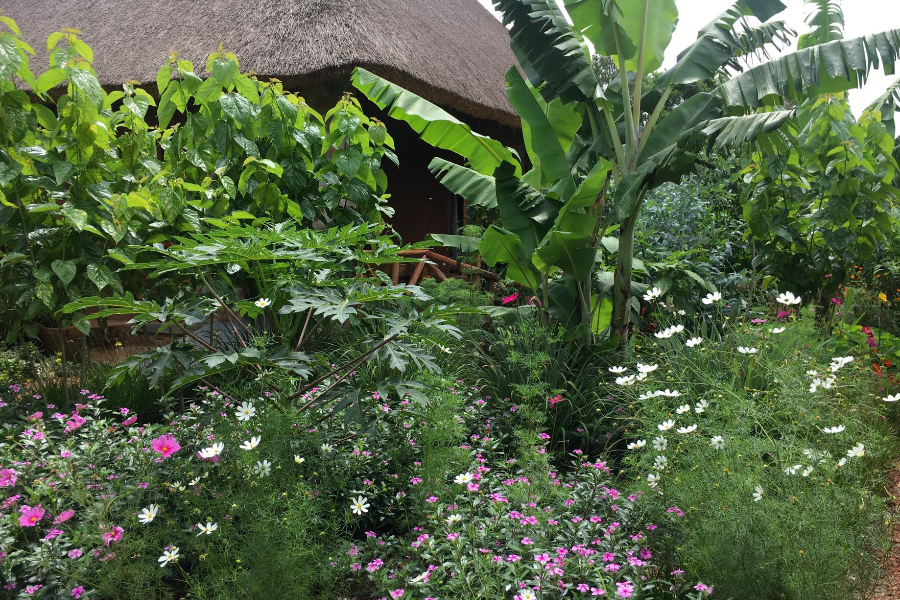 Le jardin fleuri - Rutete Eco-Lodge - ©Rutete Eco-Lodge