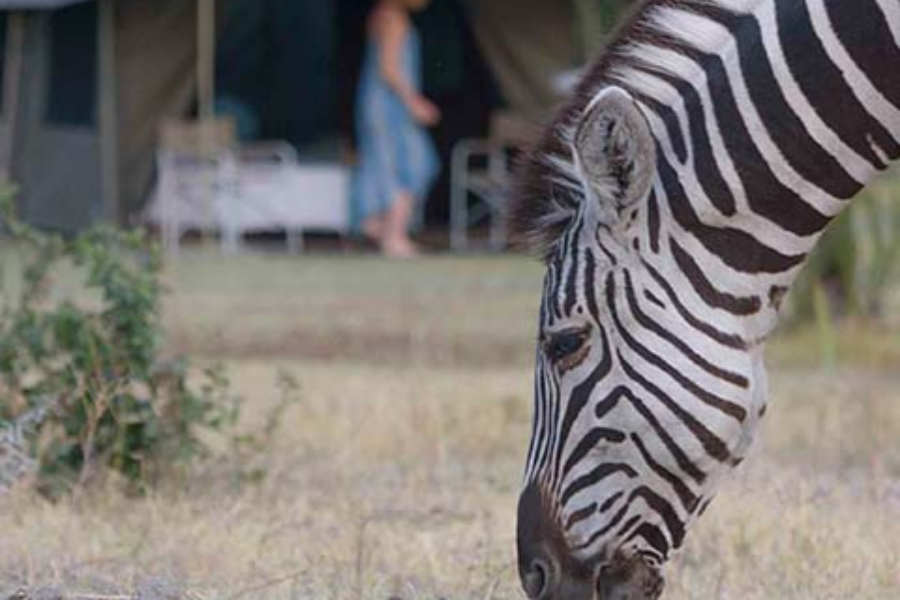 SAFARIS 2 BOTSWANA - ©SAFARIS 2 BOTSWANA