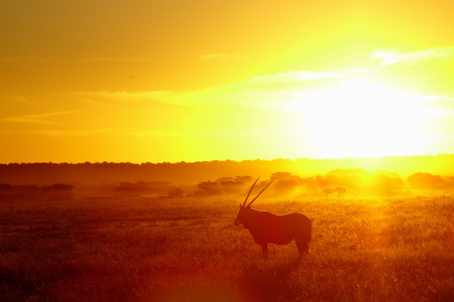 SAFARIS 2 BOTSWANA - ©SAFARIS 2 BOTSWANA