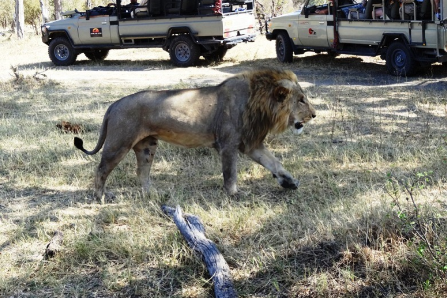 MOONSTROLL SAFARIS