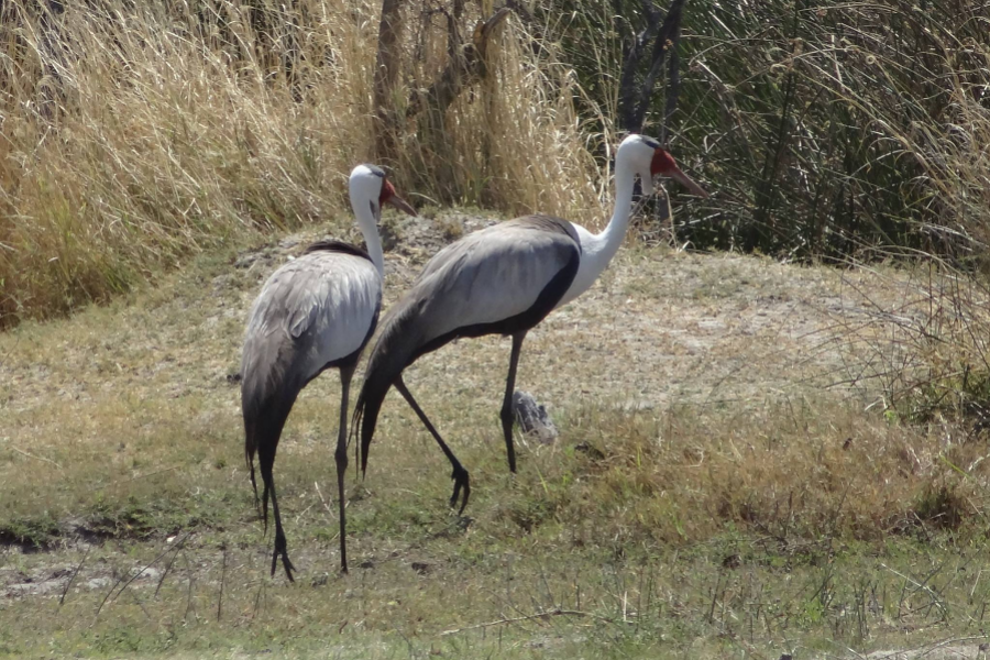 MOONSTROLL SAFARIS