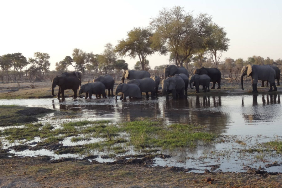 MOONSTROLL SAFARIS