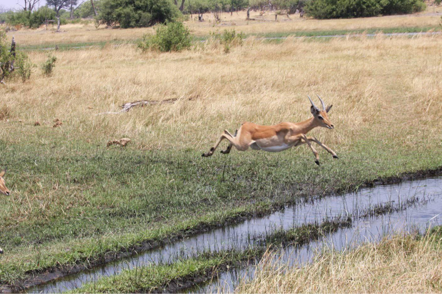 SQUAMATER SAFARIS - ©SQUAMATER SAFARIS