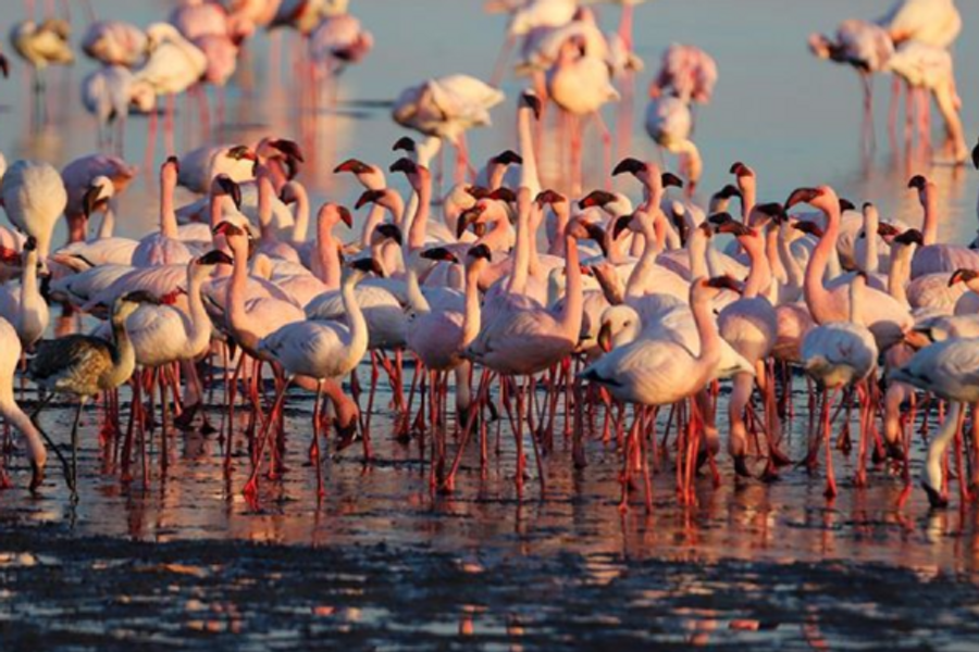 Flamingos near Walvis Bay. - ©D Rupping