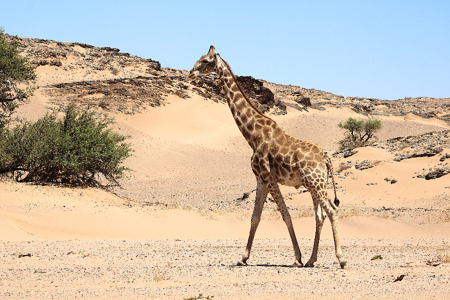 Giraffe dans le Damara Land - ©Motema Tours and Safaris