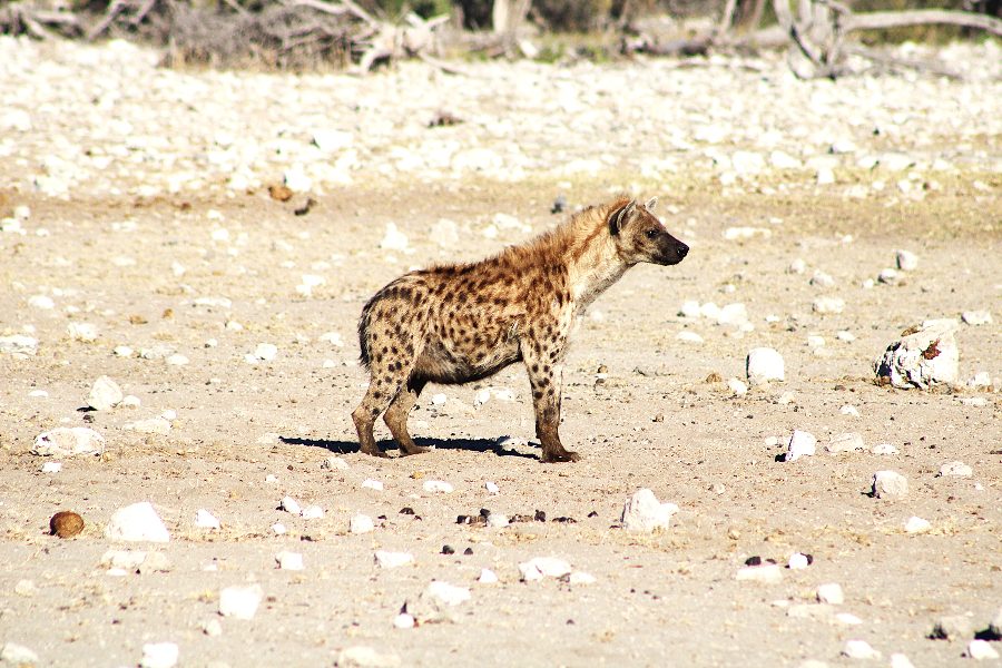 Hyena - ©Motema Tours and Safaris