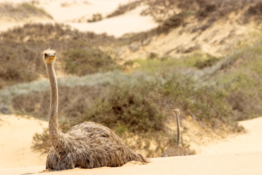Learn about the desert fauna and flora - ©Red Dune Safaris Namibia