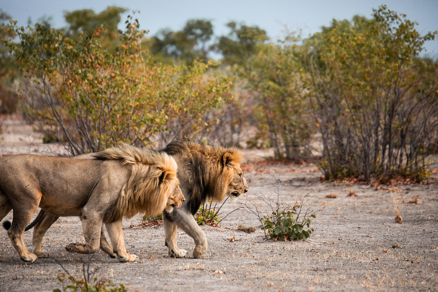 Lions in Etosha National park - ©Lark Journeys