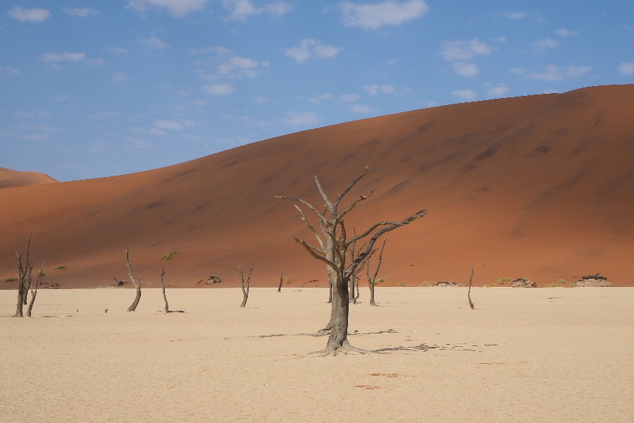 Deadvlei in the Namib Desert - ©Lark Journeys