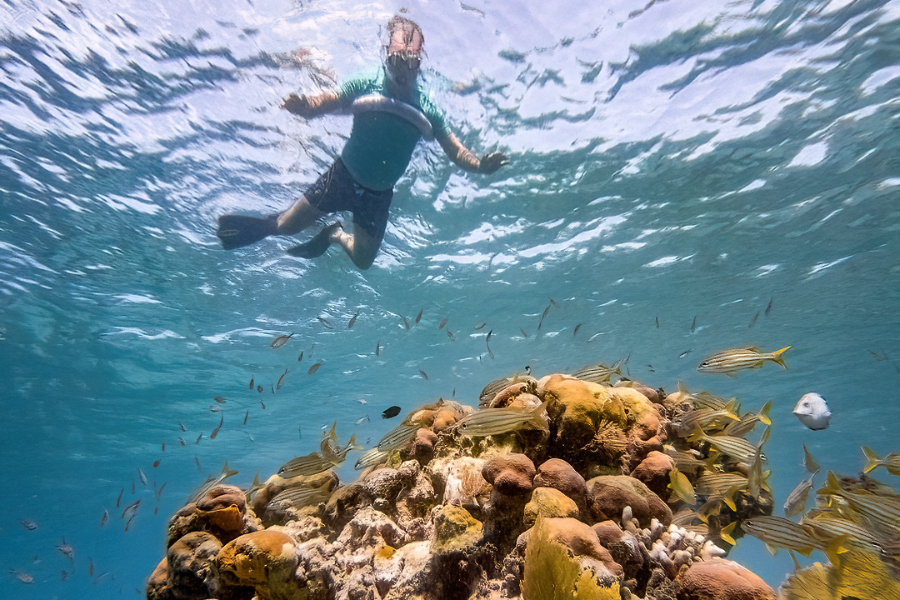 Juste sous vos yeux - ©martinique-snorkeling.com