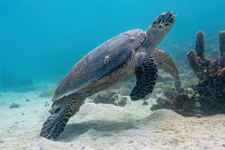 décollage tortue imbriquée - ©martinique-snorkeling.com