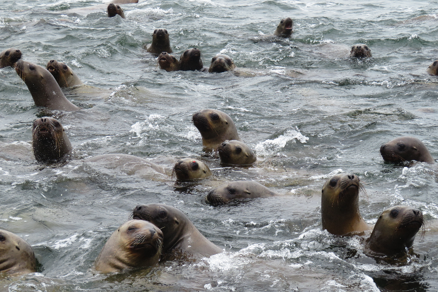 Venez nager avec les lions de mer ! - ©copyright