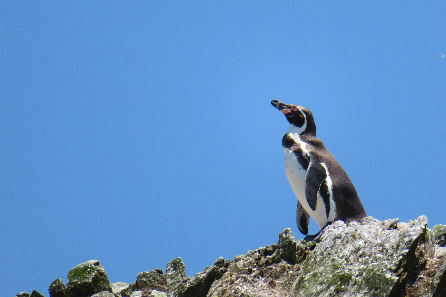 Les pingouins de Paracas - ©copyright